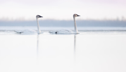 A pair of trumpeter swans swimming on calm water early in the morning - obrazy, fototapety, plakaty
