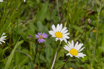 Fototapeta premium Wild Daisy Flowers in the Grass