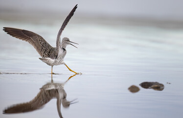 A greater yellowlegs piper dipping its foot into the water