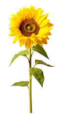 Sunflower Plant Isolated On Transparent Background