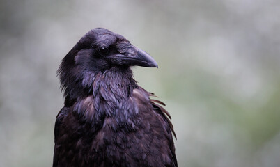 Portrait of a common raven 