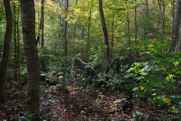 autumn in the forest