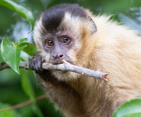 A capuchin monkey chewing on a stick 