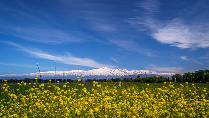 
We see a beautiful landscape, beautiful yellow wildflowers, an extensive green field and in the background the completely snow-covered Andes mountain range, province of Mendoza Arg.