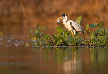 Coico heron with a fish a sunrise