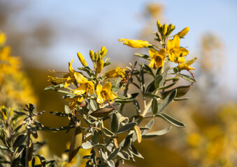 Bees buzzing on yellow desert flowers