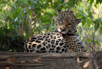 Jaguar cleaning itself