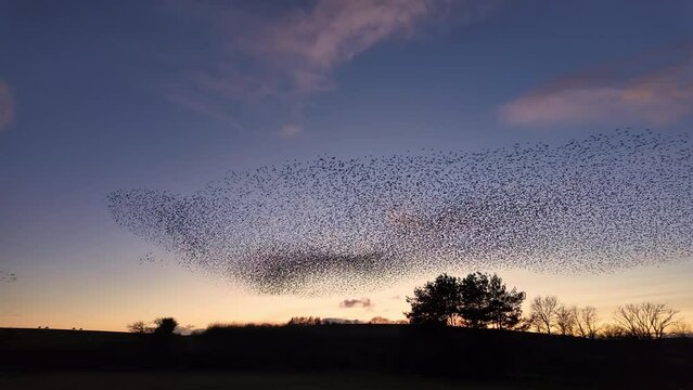 Starling murmuration performs aerial acrobatics in the winter evening sky