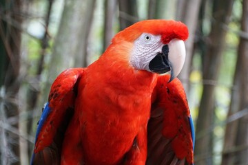 Close up of a beautiful bright red Scarlet macaw parrot