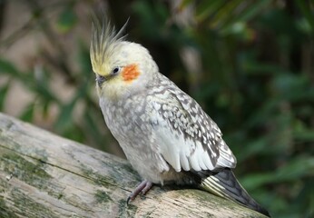 Closeup of a yellow and grey Cockatiel perching on the branch