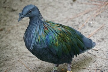 A beautiful Nicobar Pigeon walking on the ground