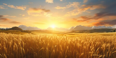 The serenity of a rural landscape, featuring a golden wheat malt field under the setting sun - obrazy, fototapety, plakaty