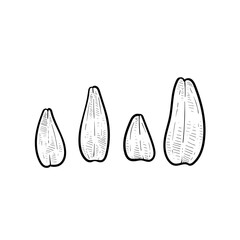 sunflower seed handdrawn illustration