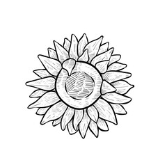 sunflower handdrawn illustration