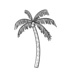 tropical palm handdrawn illustration