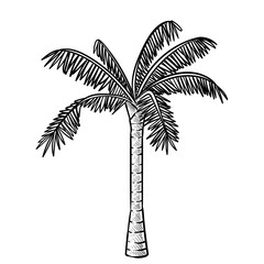 Obraz premium tropical palm handdrawn illustration