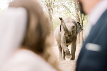 A bride and groom watching an African elephant at the zoo with its trunk up in the air.