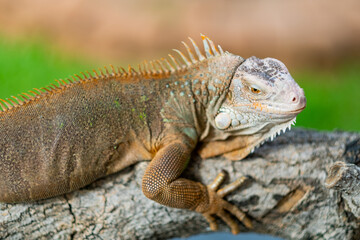 lizard, animal, green lizard with blur background