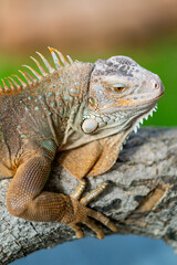 lizard, animal, green lizard with blur background