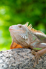 lizard, animal, green lizard with blur background