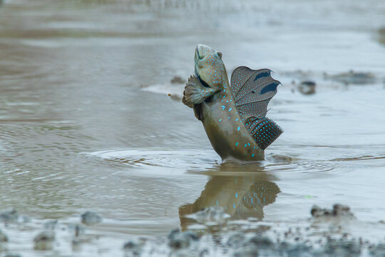 A mudskipper from the family Oxudercidae jumping on a muddy backish water body, natural bokeh background