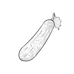cucumber handdrawn illustration