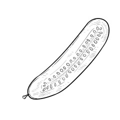 cucumber handdrawn illustration