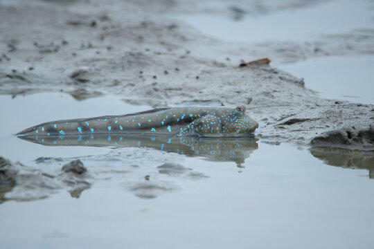 A mudskipper from the family Oxudercidae on a muddy backish water body, natural bokeh background