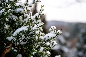 Green tree branches covered with white snow, close-up, winter garden