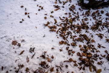 
White snow, fallen leaves, close-up, winter background