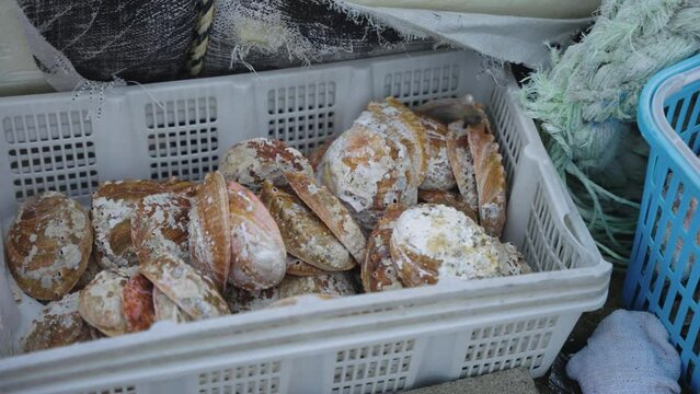 "Awabi" Abalone Shells in Catch Basket in Marina, Toba, Mie Prefecture Japan