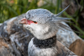 Southern screamer in a desert zoo, Exotic Bird drinking water