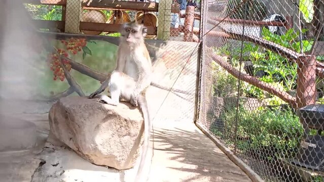 Primate life at the zoo. monkeys in their cages. mammals videos.