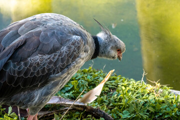 Southern screamer in a desert zoo, Exotic Bird drinking water