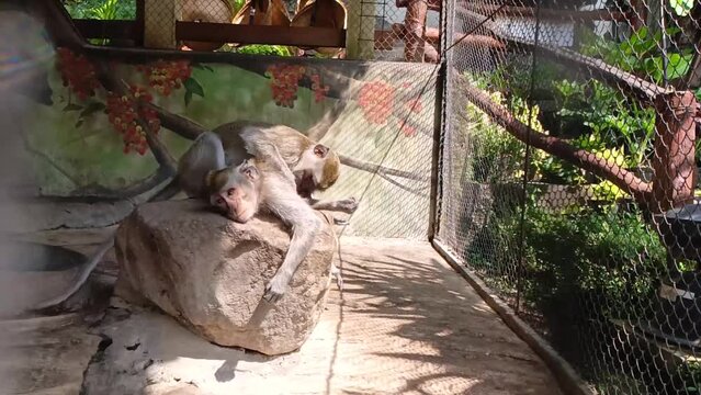 Primate life at the zoo. monkeys in their cages.