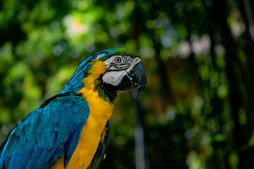 Blue and golden Macaw side view in the desert zoo
