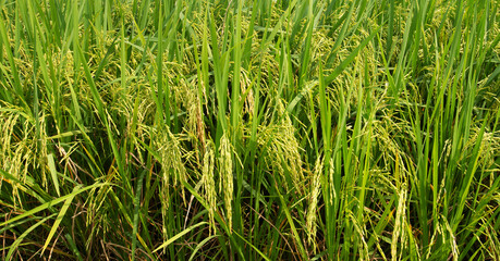 Close-up photo of rice plant growing ears.
