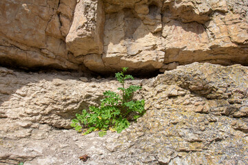 the wall of a mountain canyon made of natural material, stone - limestone material of volcanic origin, close-up.