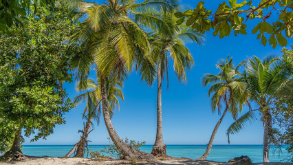 Palm trees with elegantly curved trunks grow on the beach. Sprawling green leaves against a blue sky background. A calm aquamarine ocean. Madagascar. Nosy Tanikeli