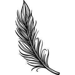 Obraz premium feather handdrawn illustration