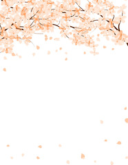 Spring Sakura Bloom Frame. Cherry Blossom Background, Floral Border Illustration Clipart.