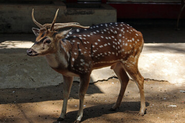 A Rusa alfredi in the sanctuary, commonly known as Visayan spotted deer or Prince Alfred's deer.