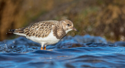 Ruddy Turnstone -  at the sea shore on autumn migration way