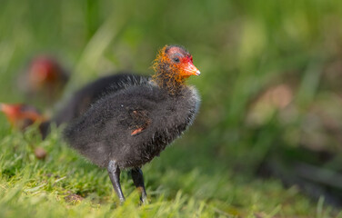 Eurasian coot - juvenile bird in spring