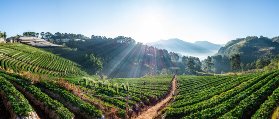 Travel winter landscape ecotourism, scenery nature sunshine in morning with flare mist, farmers picking strawberry in plantation organic farm valley. Ban Nor Lae, Doi Ang Khang, Chiang Mai, Thailand. - obrazy, fototapety, plakaty