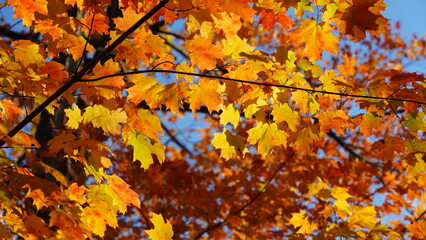 The colorful and beautiful leaves on the trees in autumn