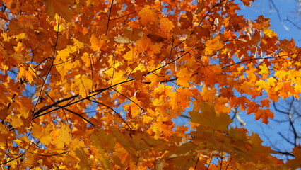 The colorful and beautiful leaves on the trees in autumn