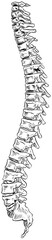 human spine handdrawn illustration