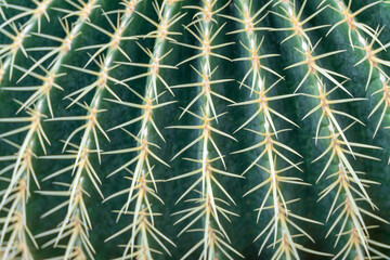 thorn cactus texture background, close up. Golden barrel cactus, golden ball or mother-in-law's...