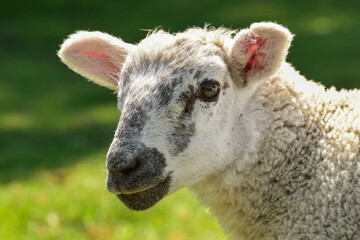 Młoda, biała owca na zielonym pastwisku